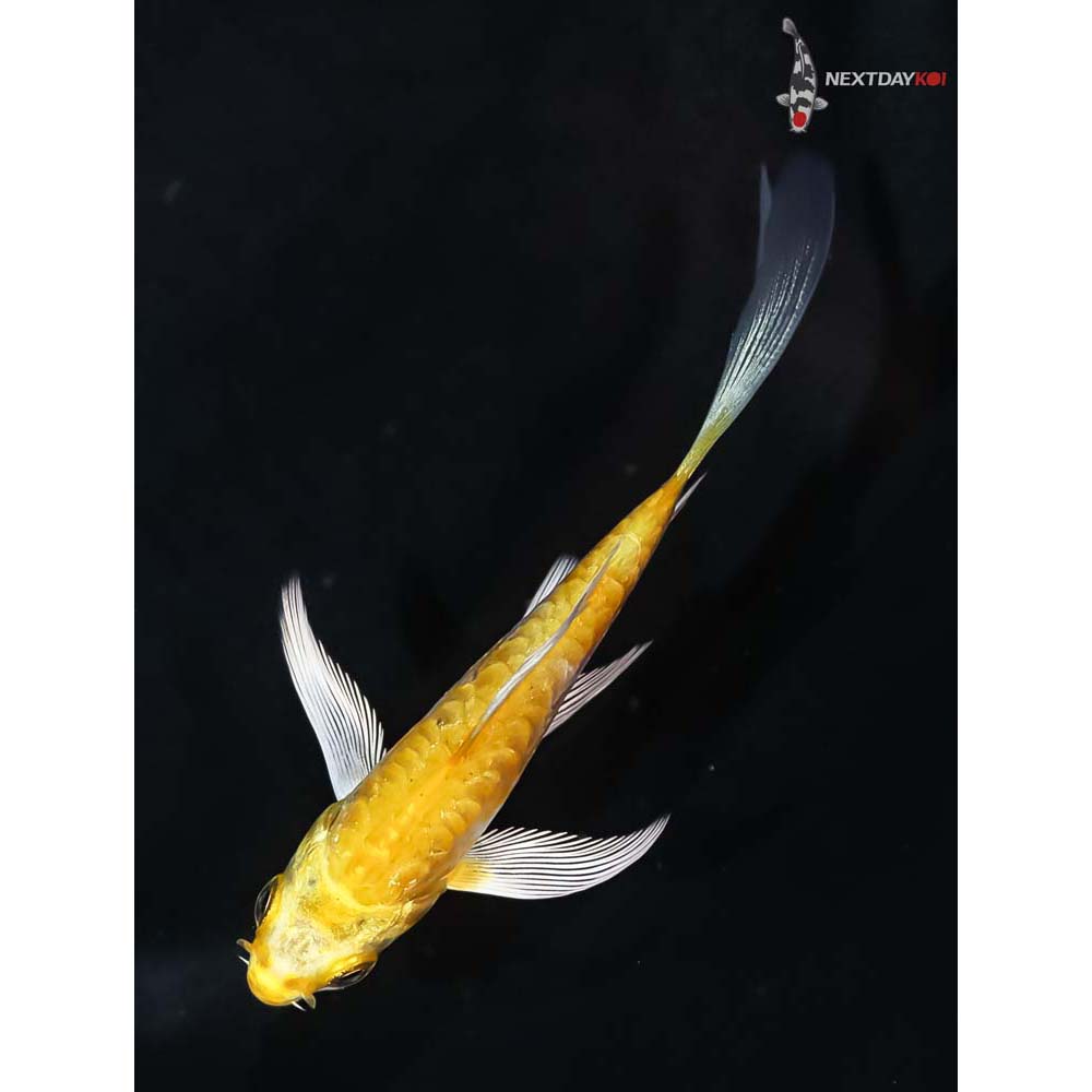 3.5” Imported Doitsu Yamabuki Ogon Butterfly Koi