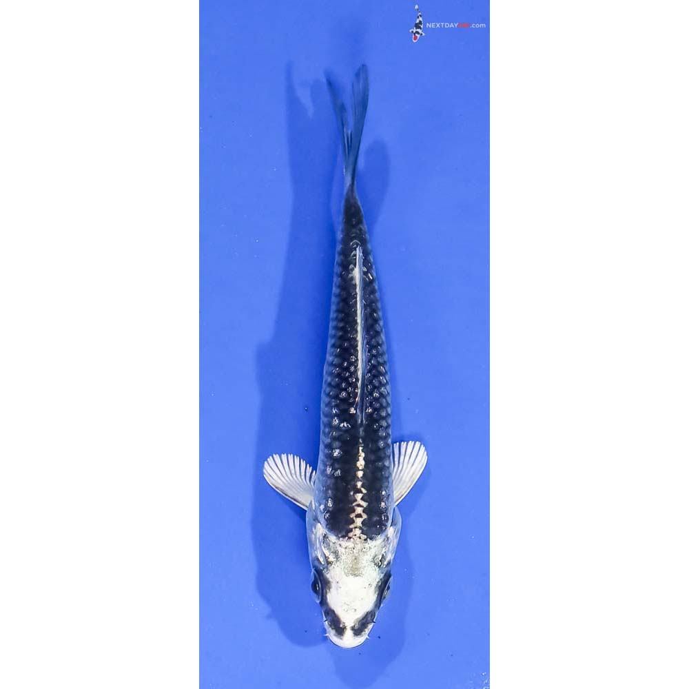 3” Imported Gin Rin Gin Matsuba