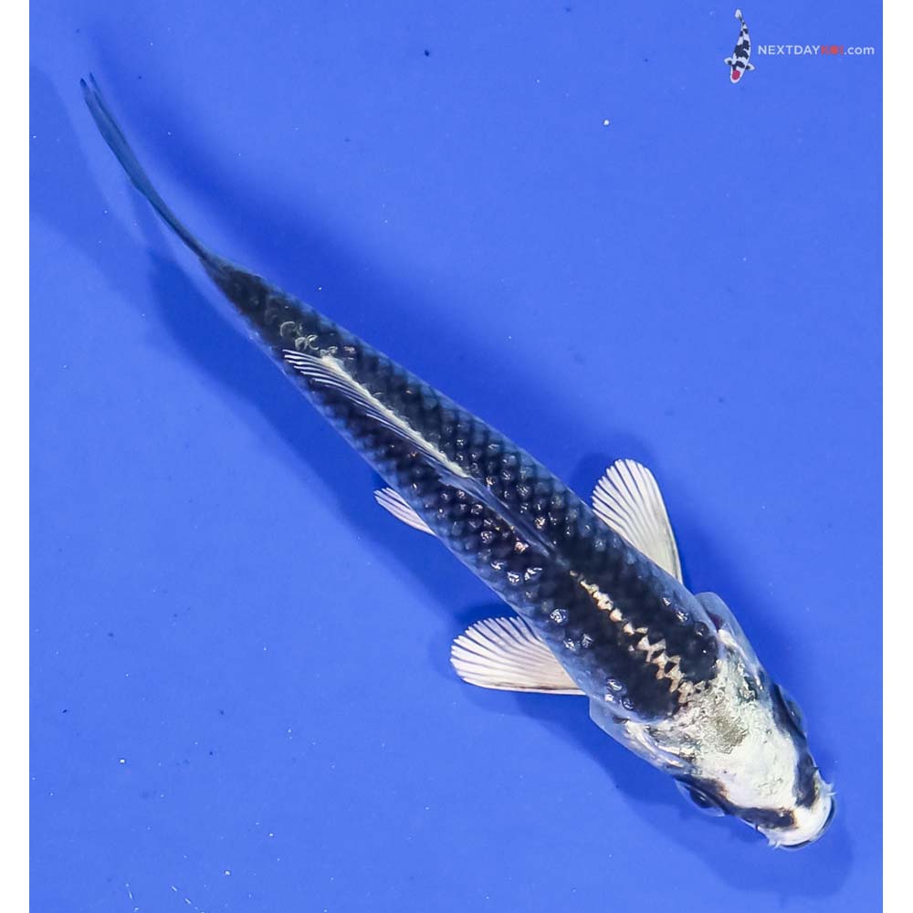 3” Imported Gin Rin Gin Matsuba - Image 3