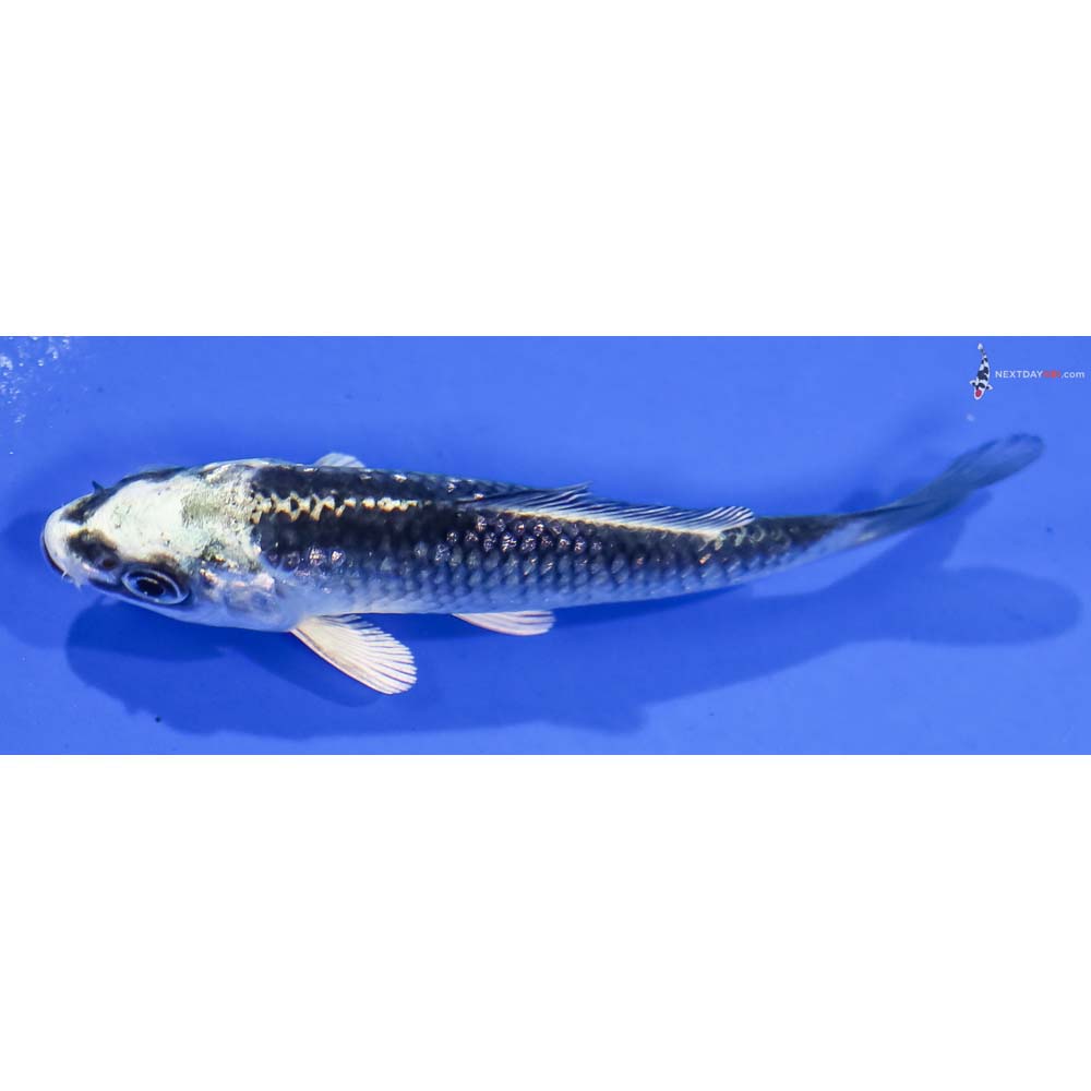 3” Imported Gin Rin Gin Matsuba - Image 4