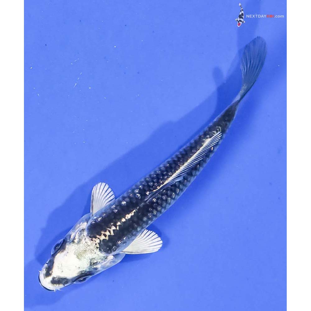 3” Imported Gin Rin Gin Matsuba - Image 5