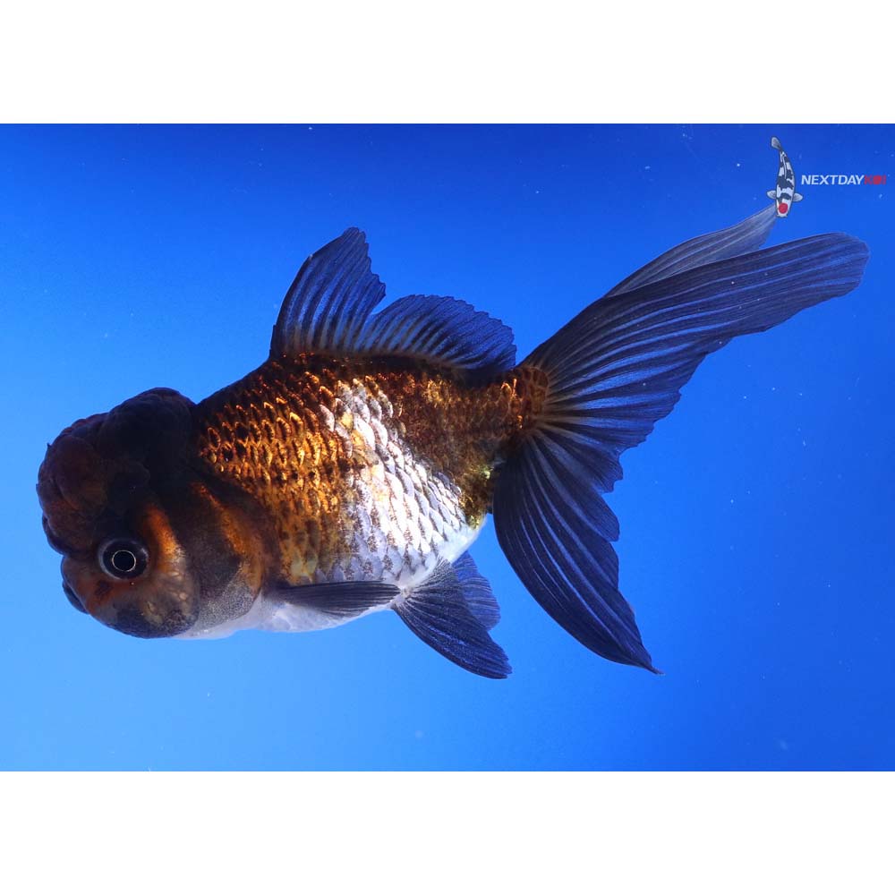 4.5” Imported Blue Oranda