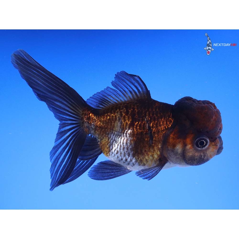 4.5” Imported Blue Oranda - Image 2