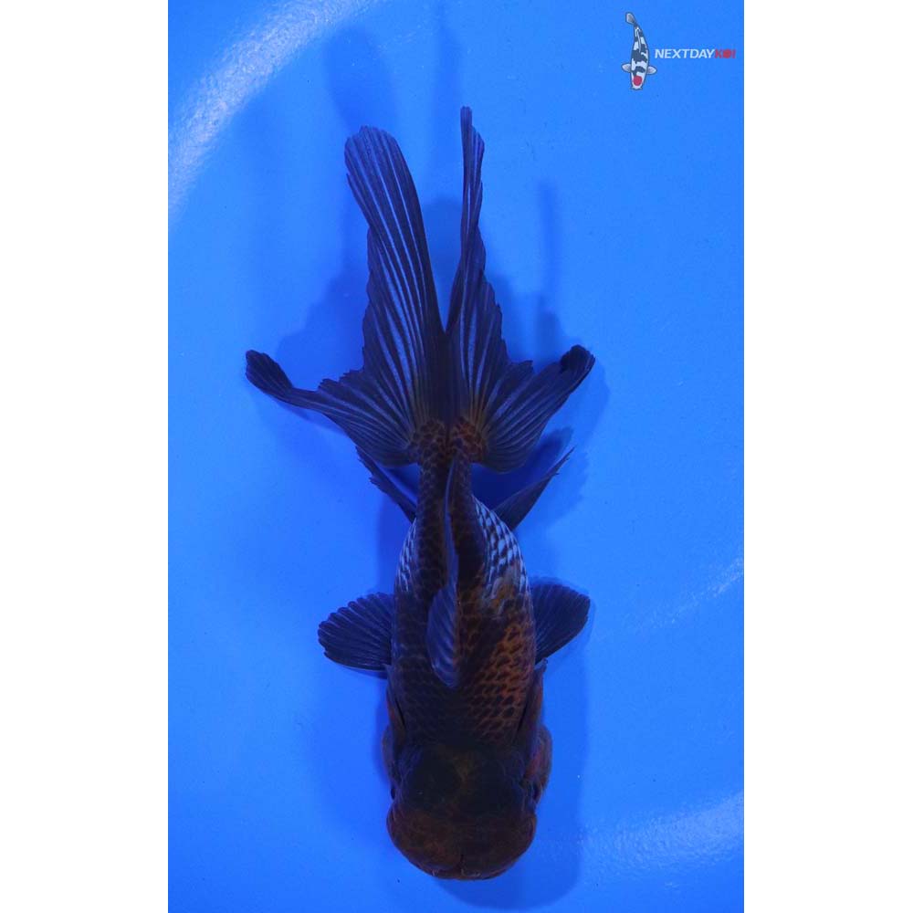 4.5” Imported Blue Oranda - Image 3