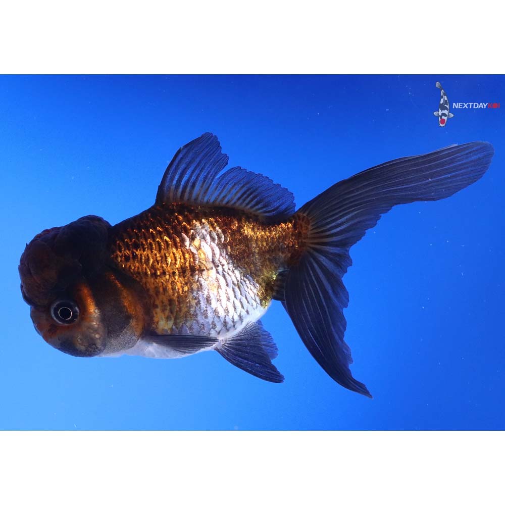 4.5” Imported Blue Oranda - Image 4