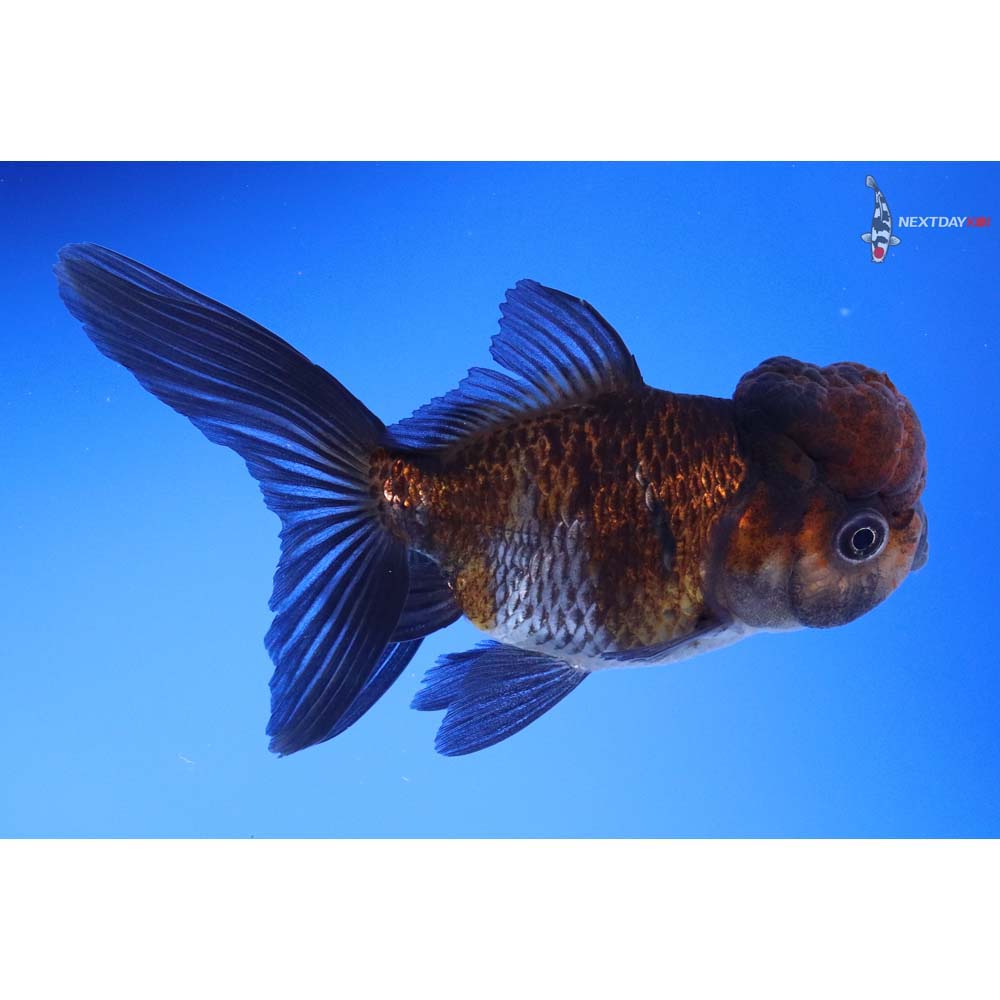 4.5” Imported Blue Oranda - Image 5