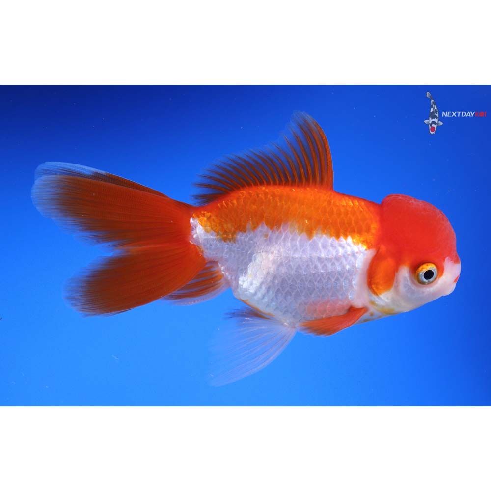 5” Imported Red and White Oranda
