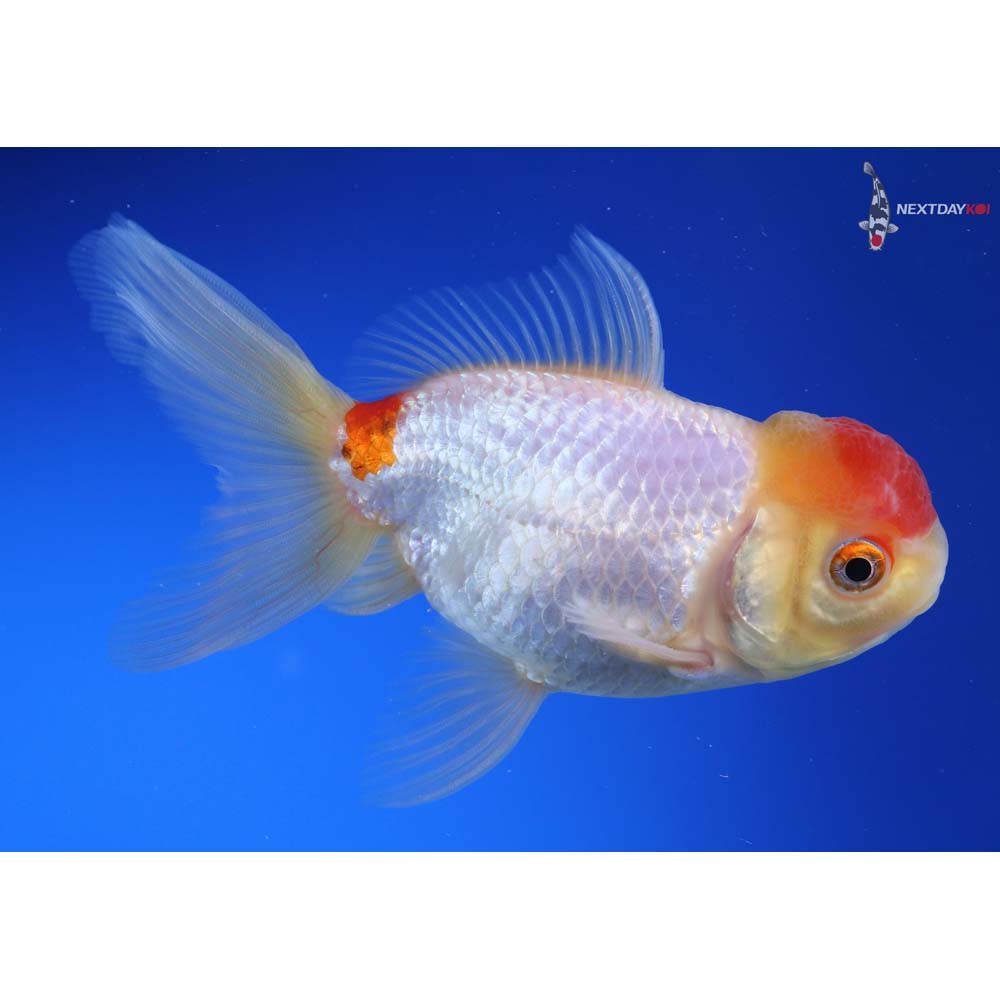 4.5” Imported Red and White Oranda