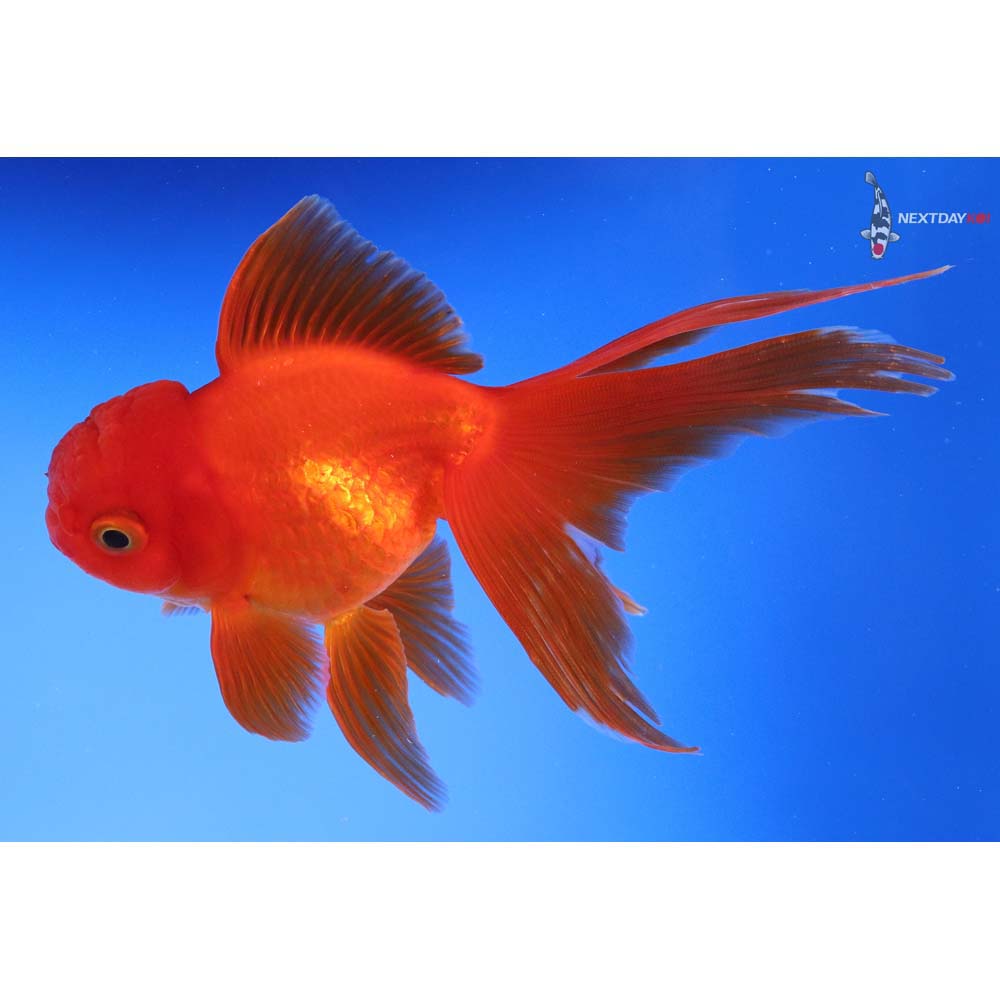 5.5” Imported Red Oranda