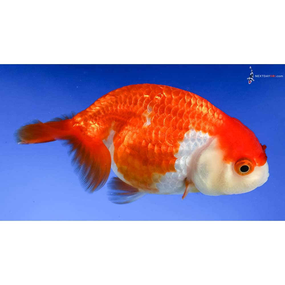 3.5” Imported Red and White Ranchu