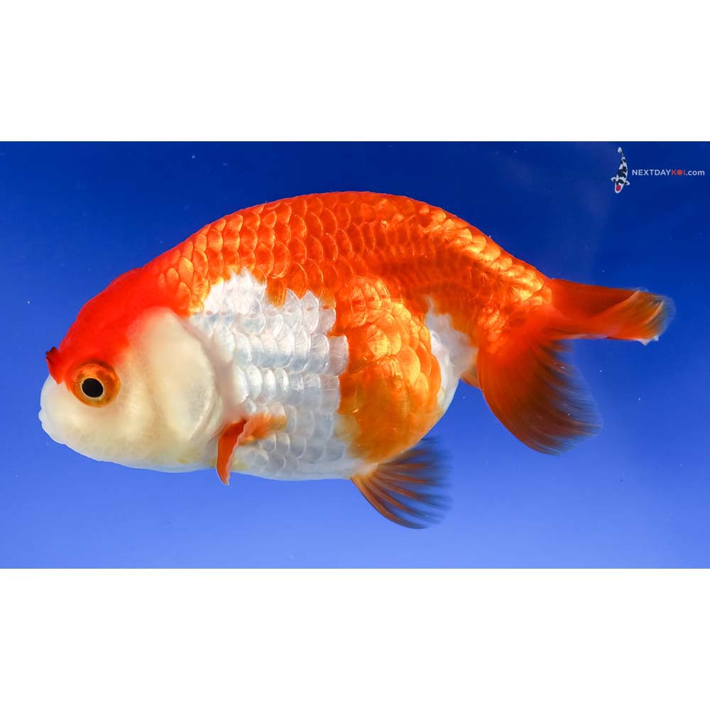 3.5” Imported Red and White Ranchu - Image 2
