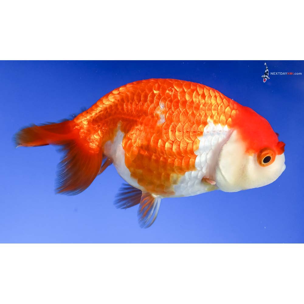 3.5” Imported Red and White Ranchu - Image 4