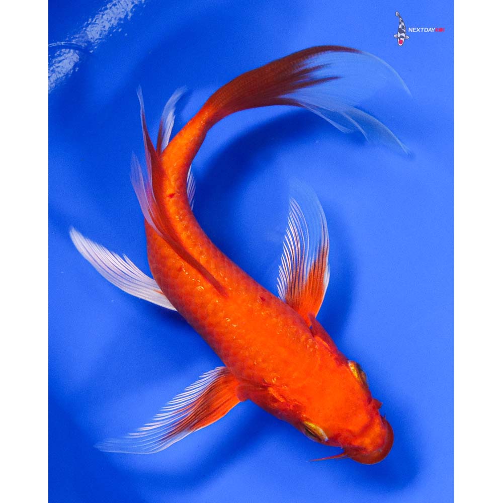 7” Imported Orenji Ogon Butterfly Koi