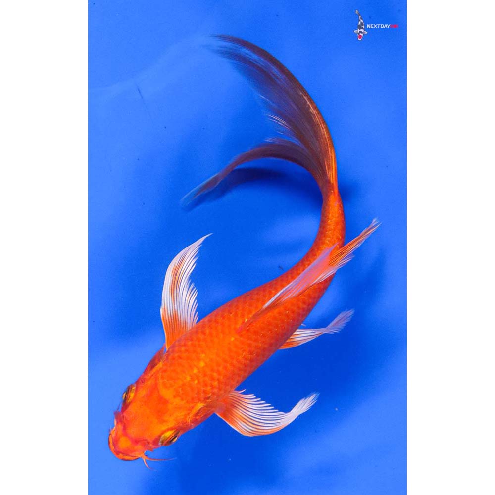 6.5” Imported Orenji Ogon Butterfly Koi