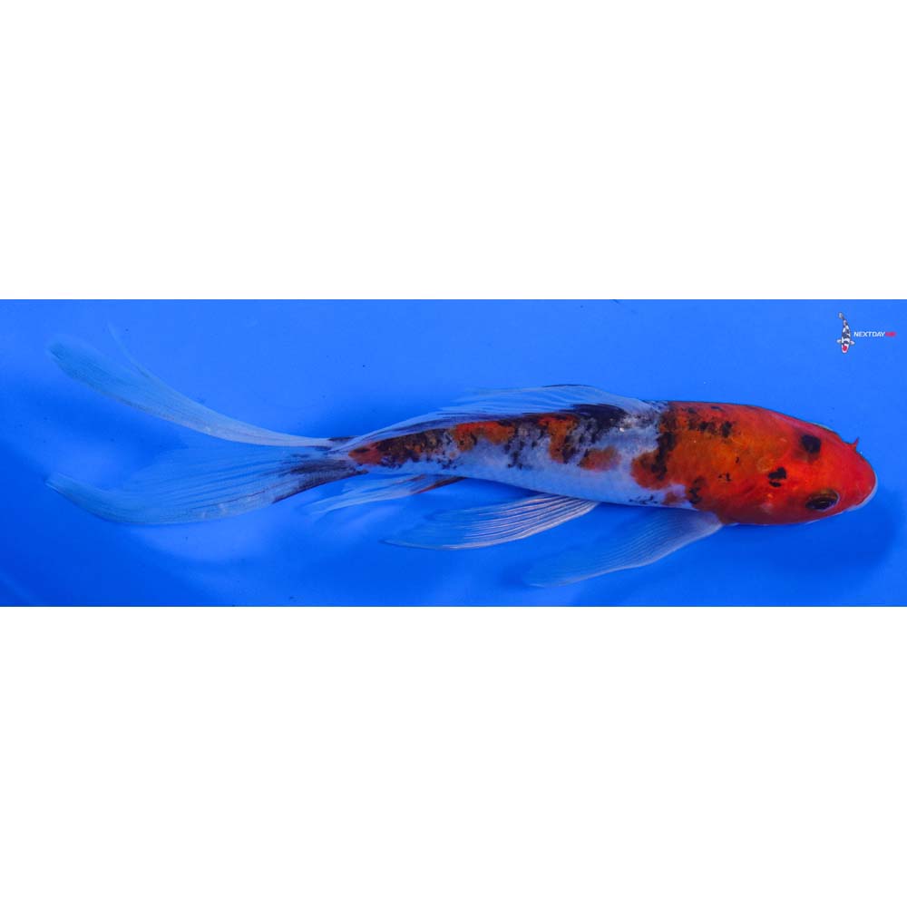 6.5” Imported Goshiki Butterfly Koi - Image 2