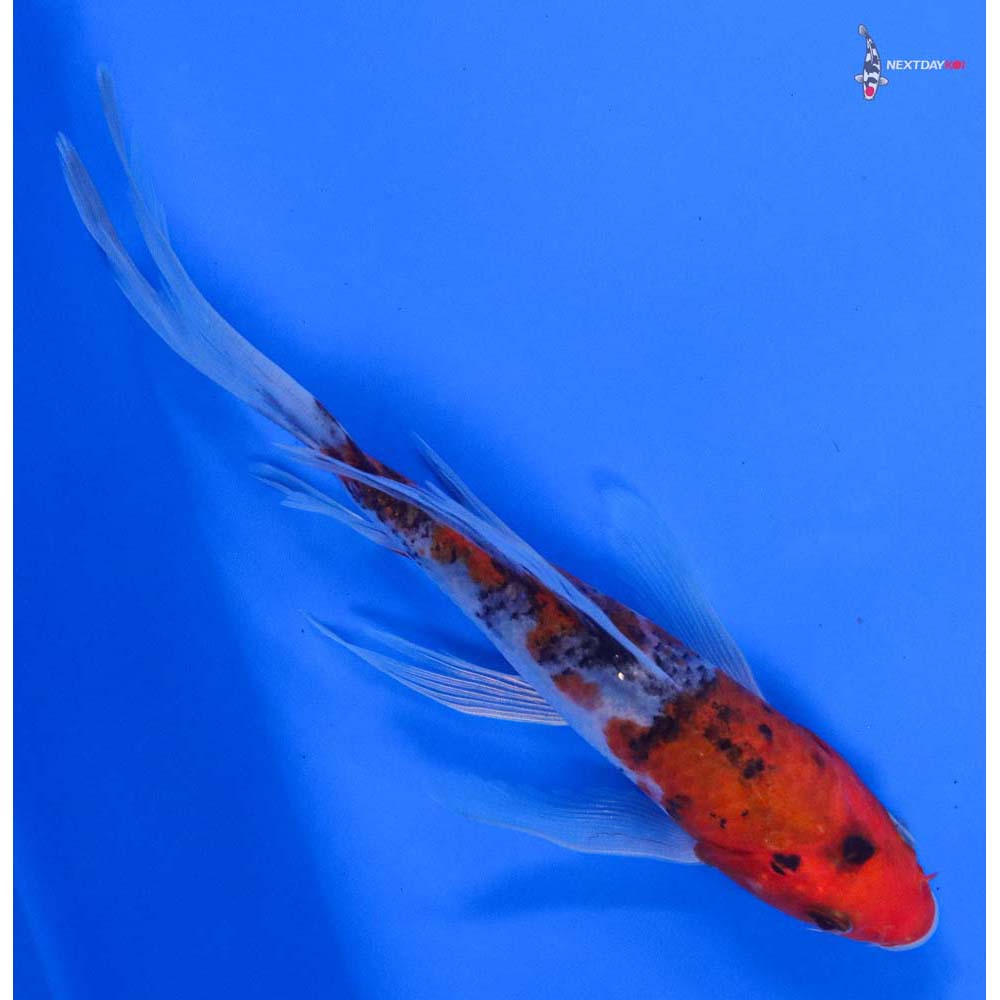 6.5” Imported Goshiki Butterfly Koi - Image 3