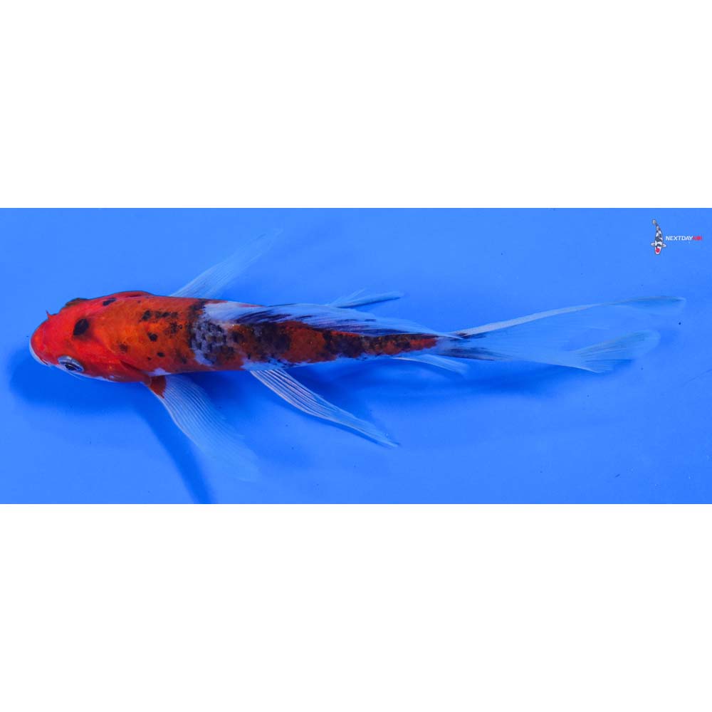 6.5” Imported Goshiki Butterfly Koi - Image 4
