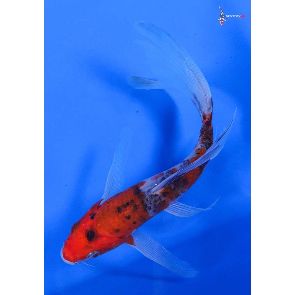 6.5” Imported Goshiki Butterfly Koi - Image 5