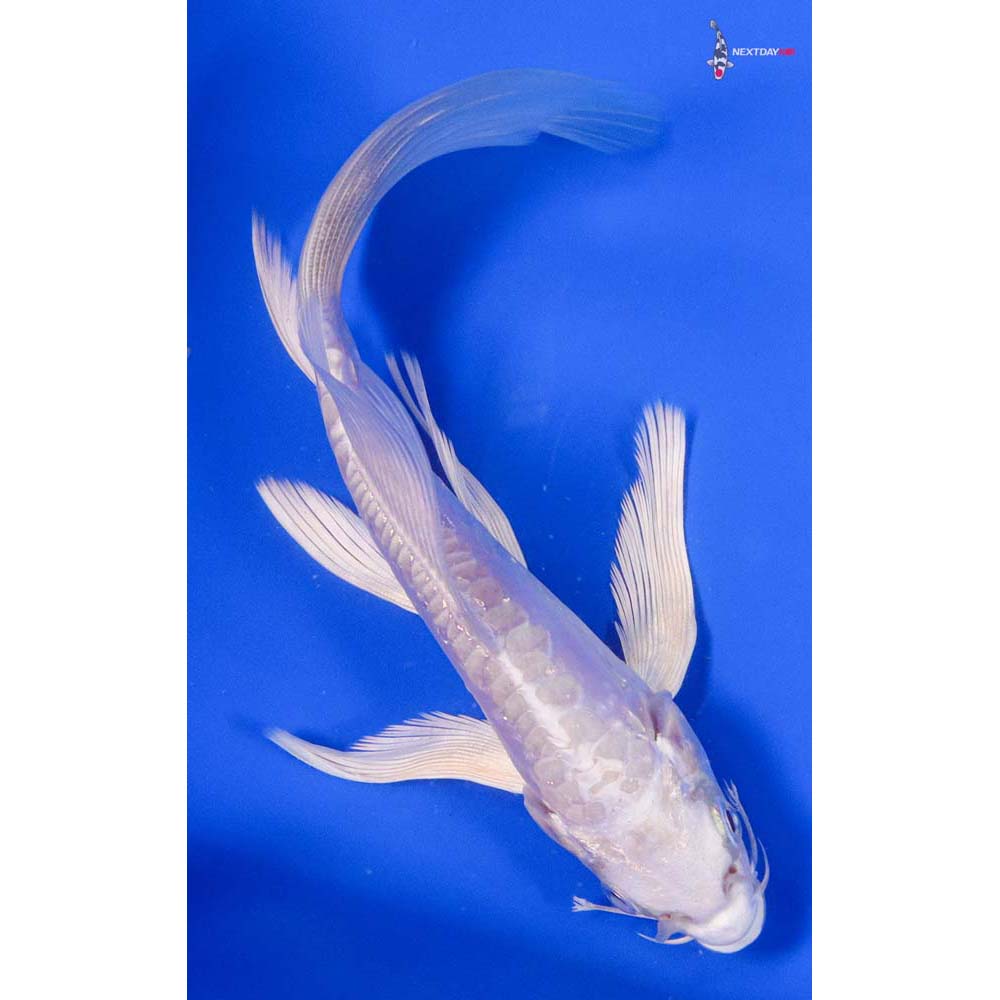 6.5” Imported Doitsu Platinum Ogon Butterfly Koi