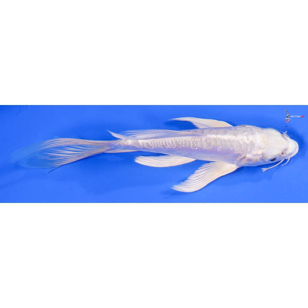 6.5” Imported Doitsu Platinum Ogon Butterfly Koi - Image 2