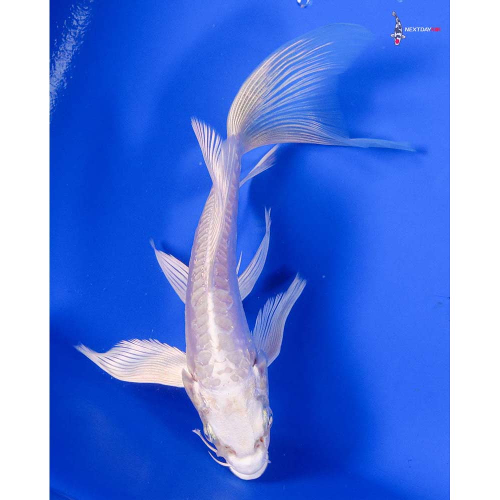 6.5” Imported Doitsu Platinum Ogon Butterfly Koi - Image 3