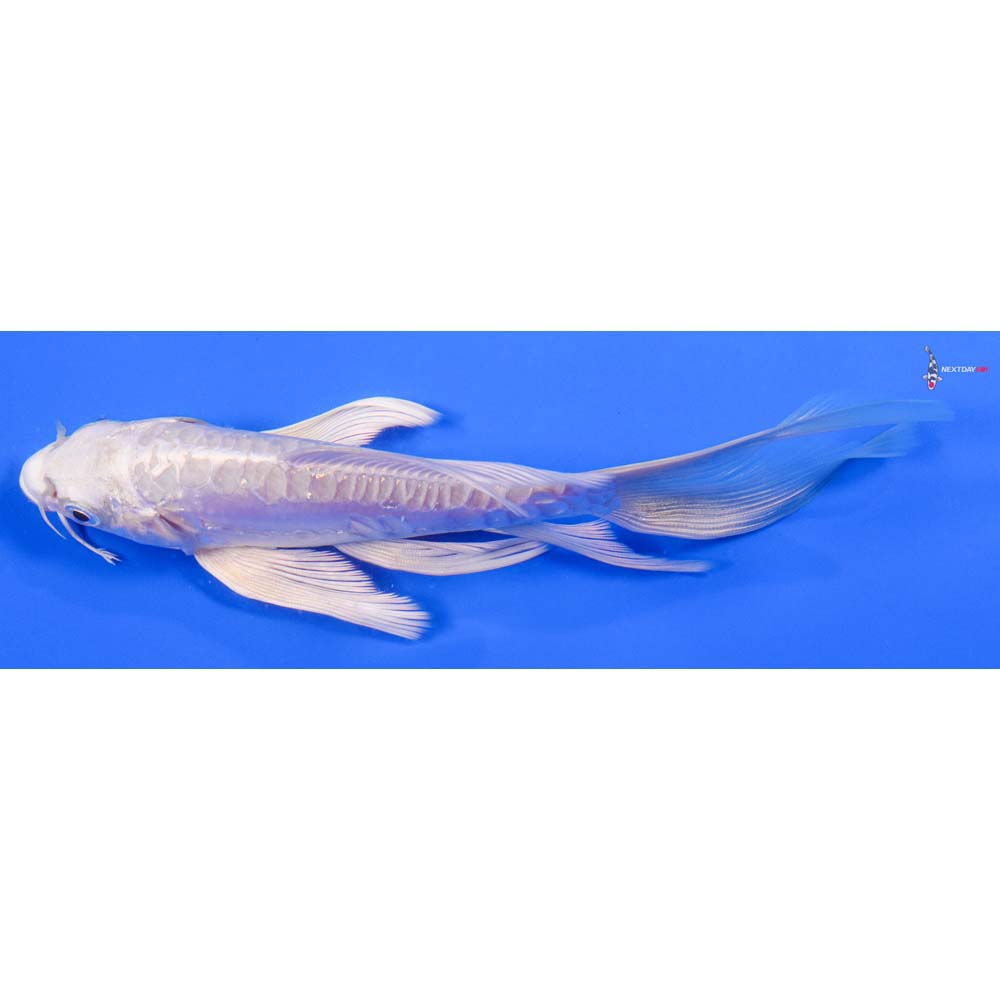 6.5” Imported Doitsu Platinum Ogon Butterfly Koi - Image 4