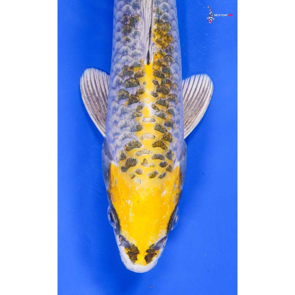 9.5” Imported Kujaku - Image 2