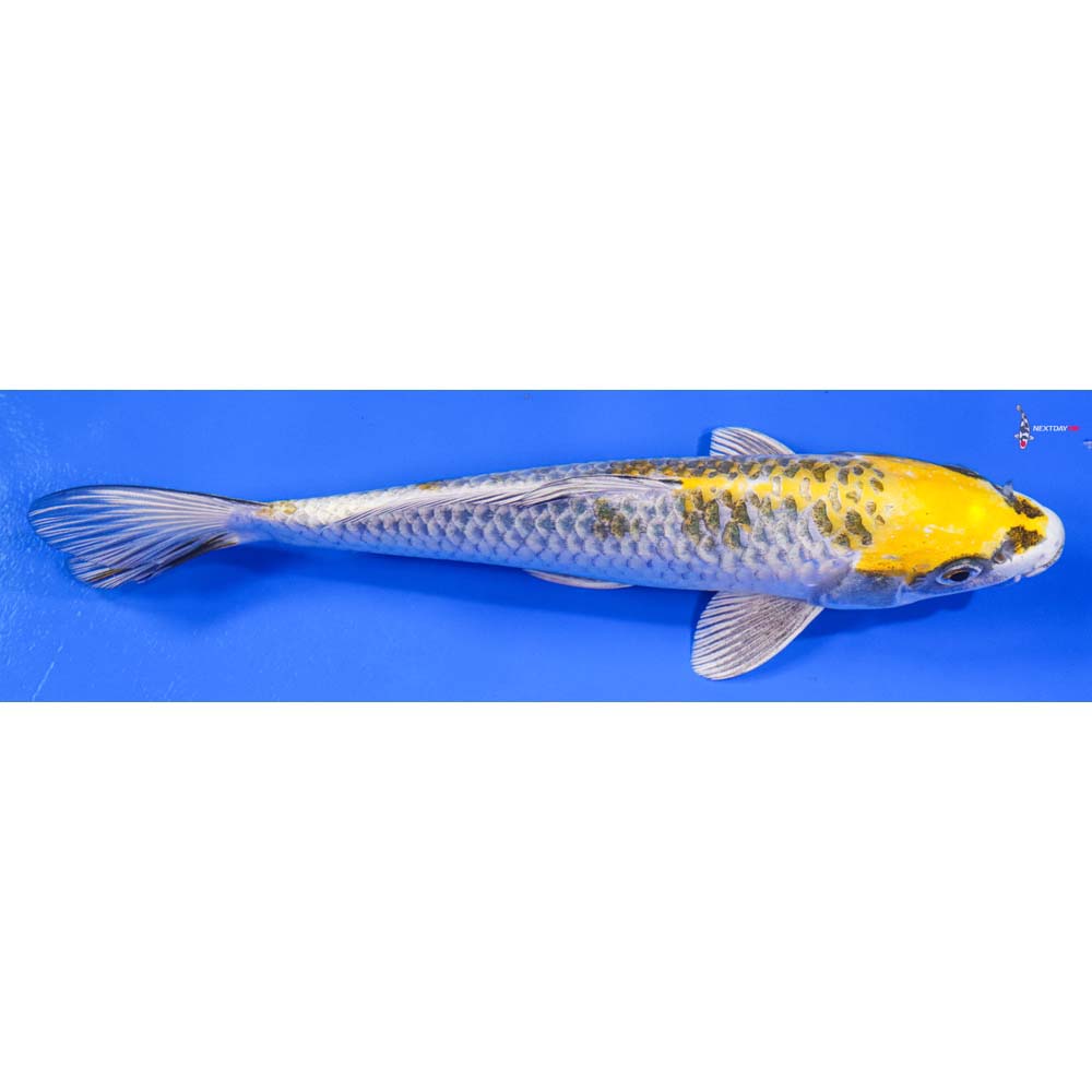 9.5” Imported Kujaku - Image 3