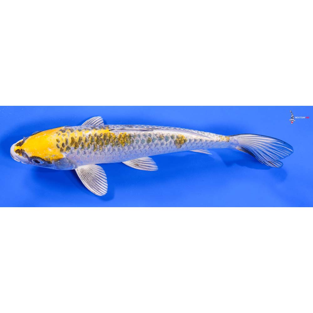 9.5” Imported Kujaku - Image 5