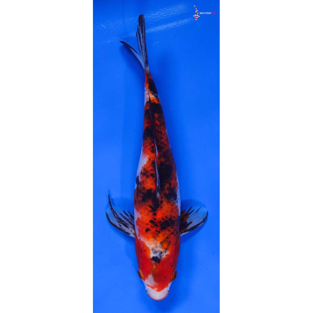 10” Imported Sanke