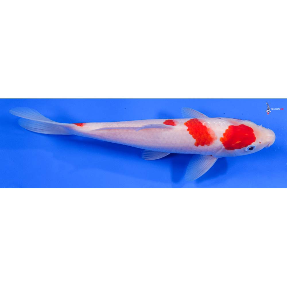 9.5” Imported Kohaku - Image 3