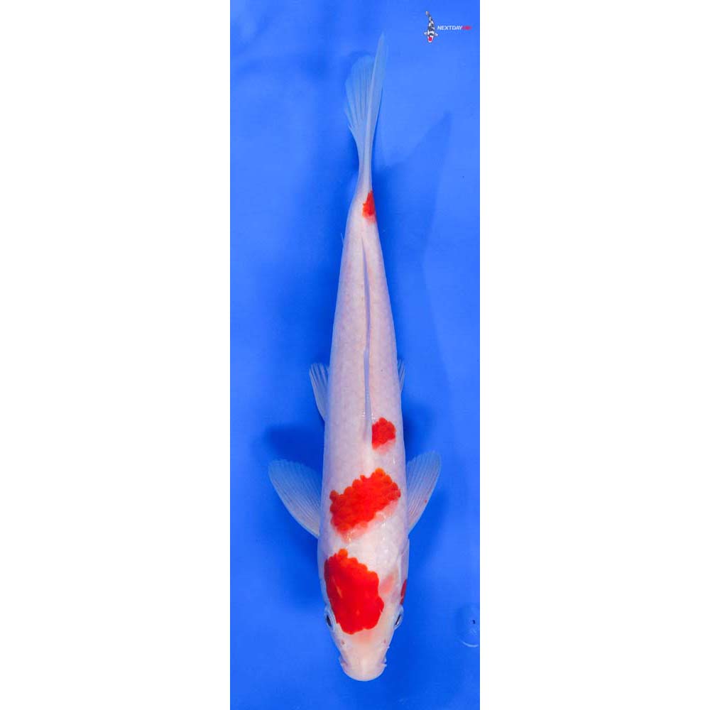 9.5” Imported Kohaku - Image 4