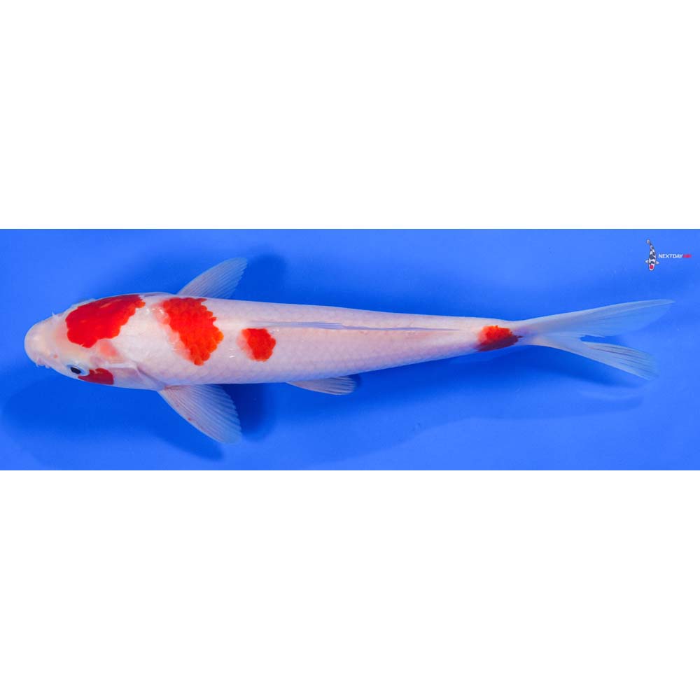 9.5” Imported Kohaku - Image 5