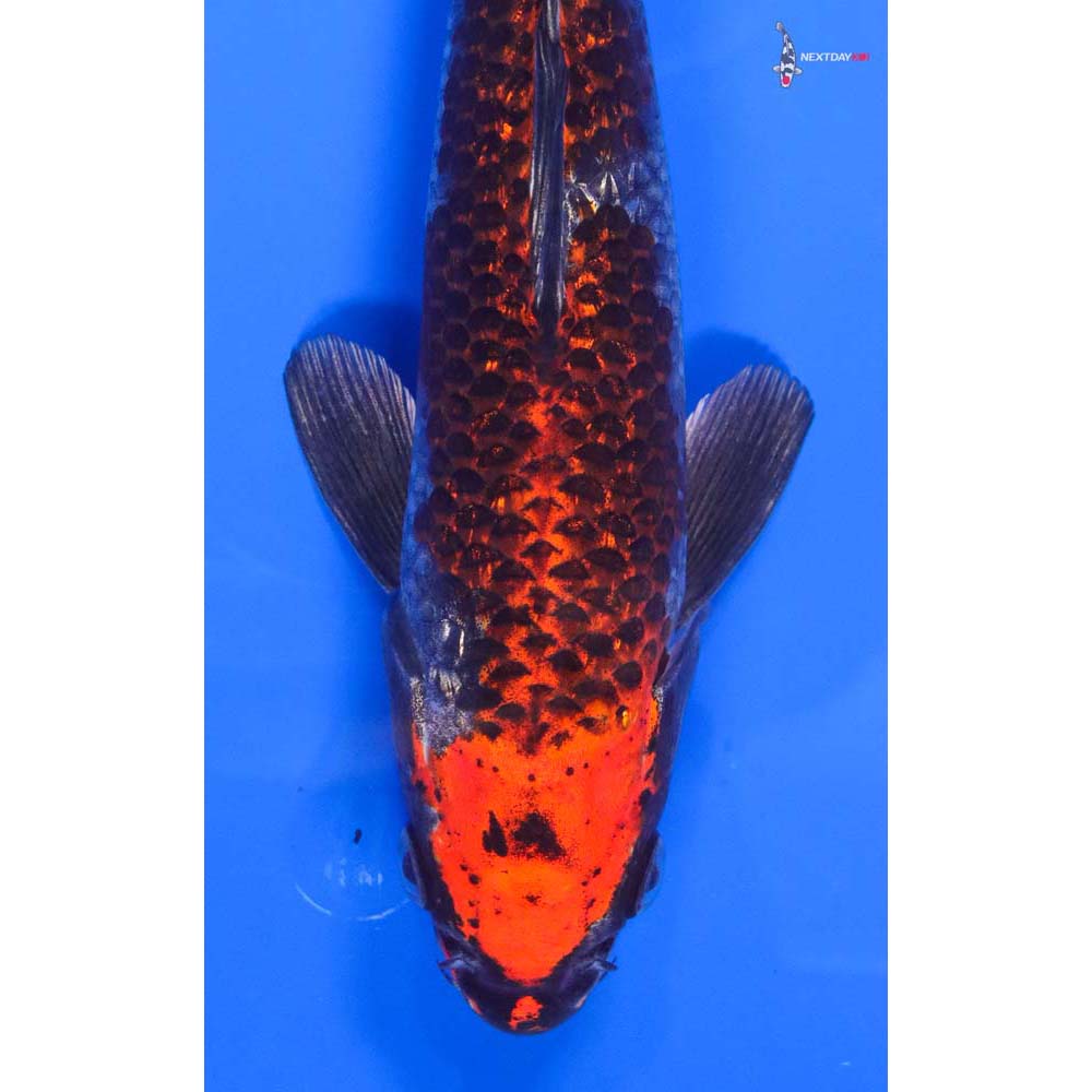 9” Imported Gin Rin Kujaku - Image 2