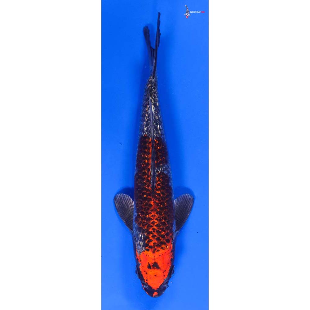 9” Imported Gin Rin Kujaku - Image 4