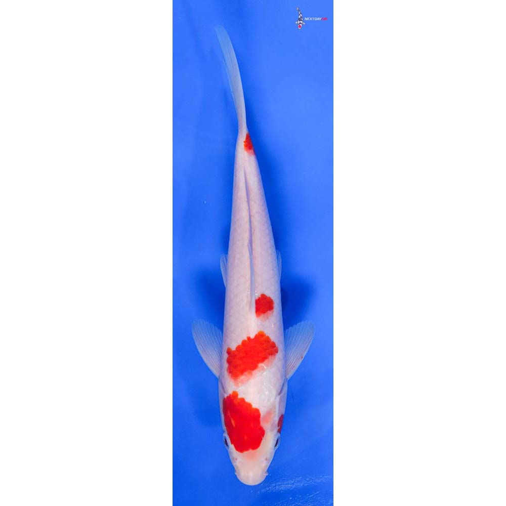 9.5” Imported Kohaku