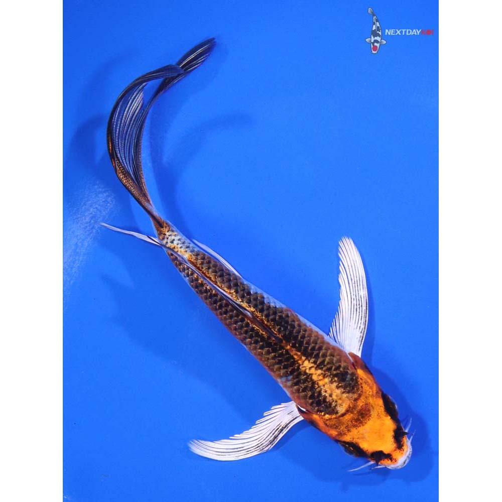 5” Imported Kujaku Butterfly Koi