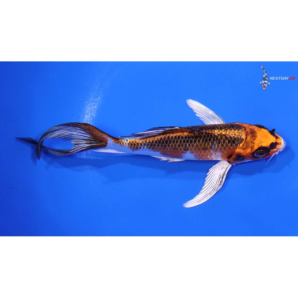 5” Imported Kujaku Butterfly Koi - Image 2