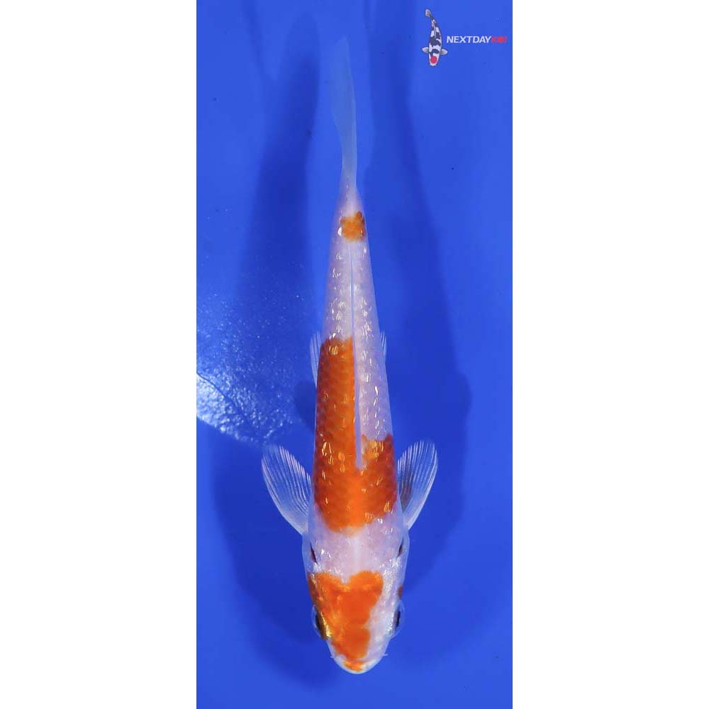 4” Imported Gin Rin Hariwake