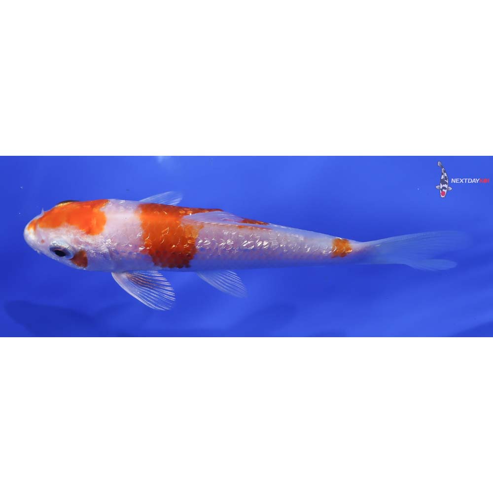 4” Imported Gin Rin Hariwake - Image 4