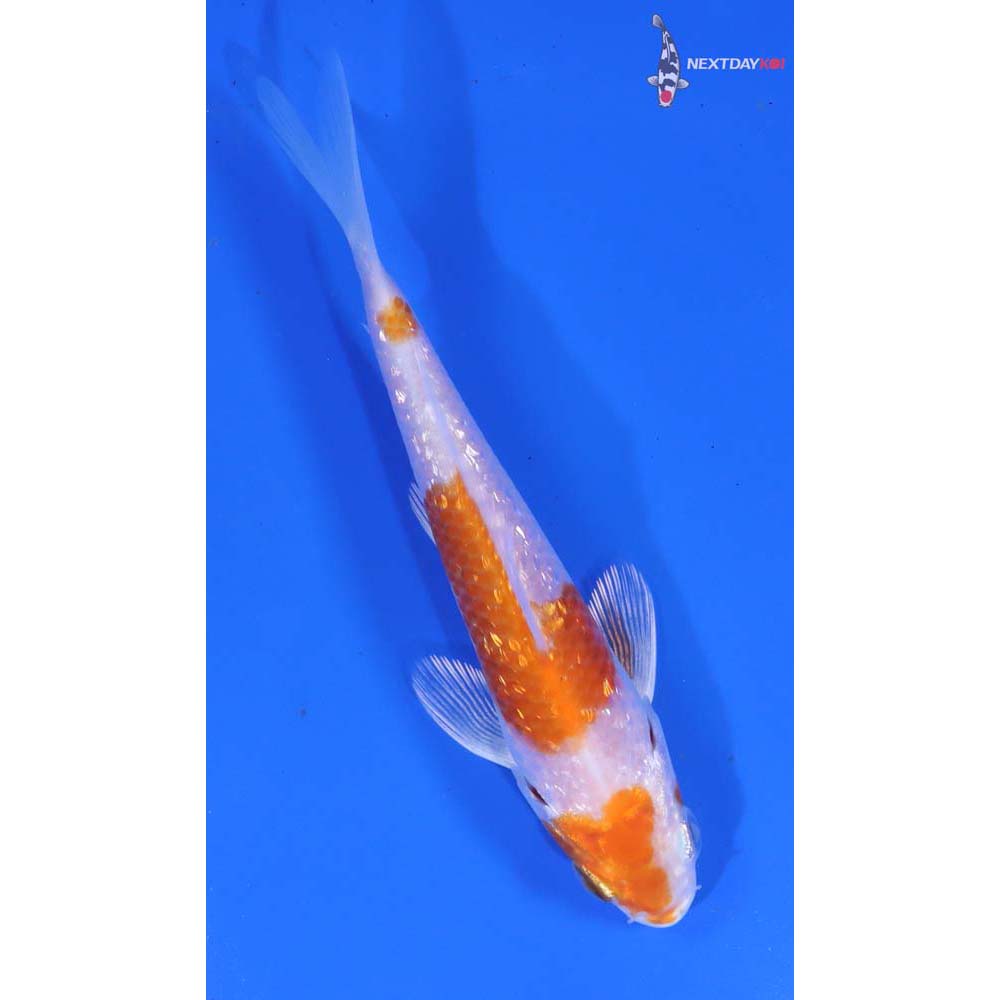 4” Imported Gin Rin Hariwake - Image 5