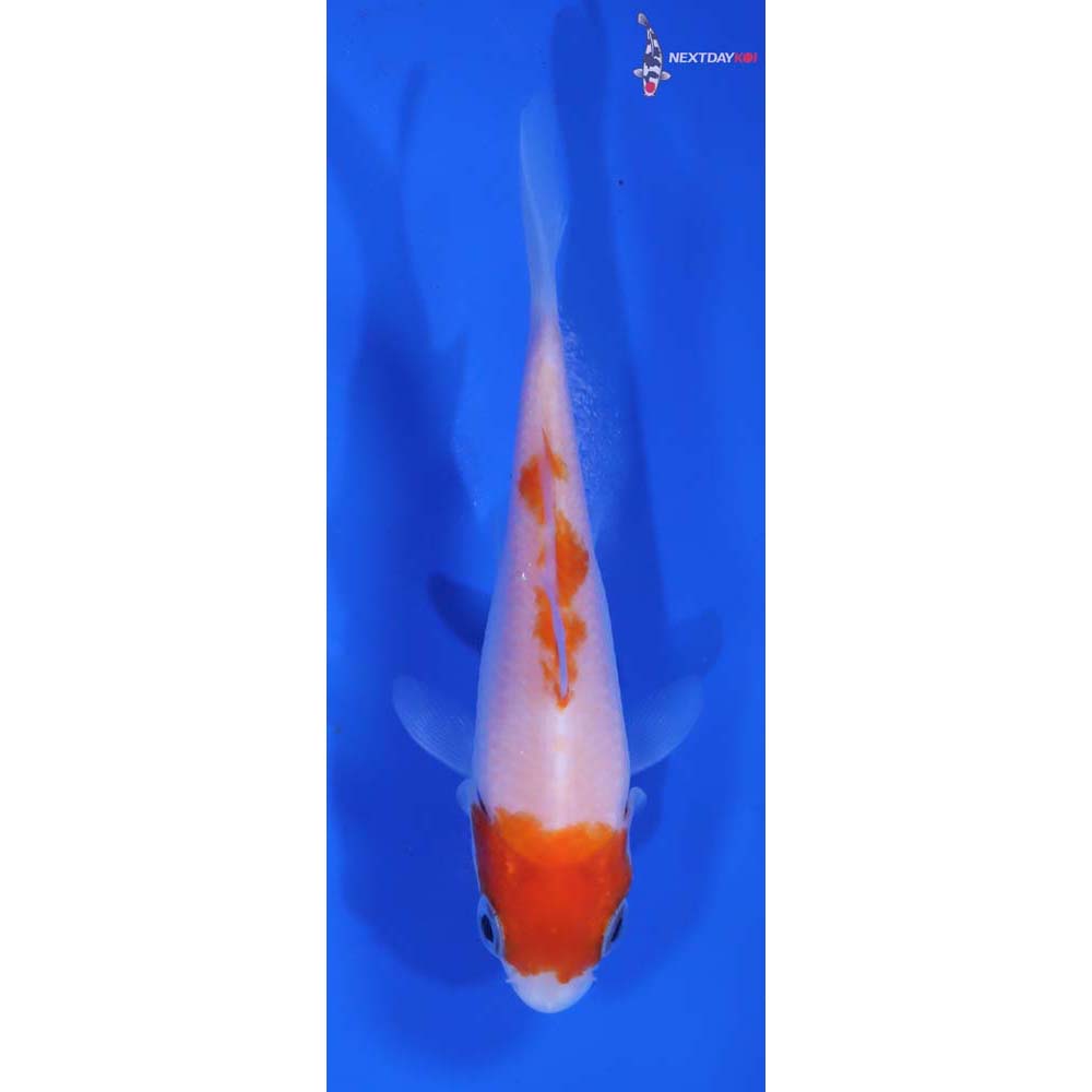 3.5” Imported Kohaku