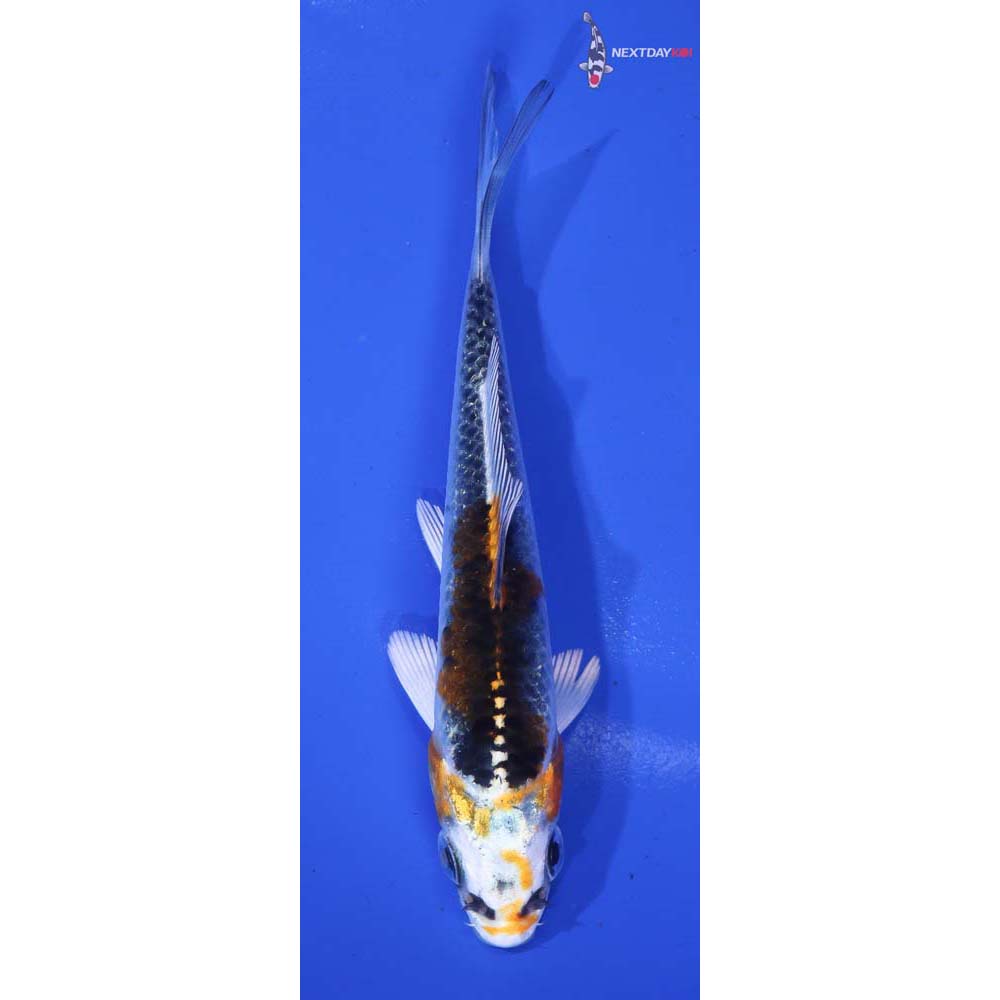 4” Imported Kujaku