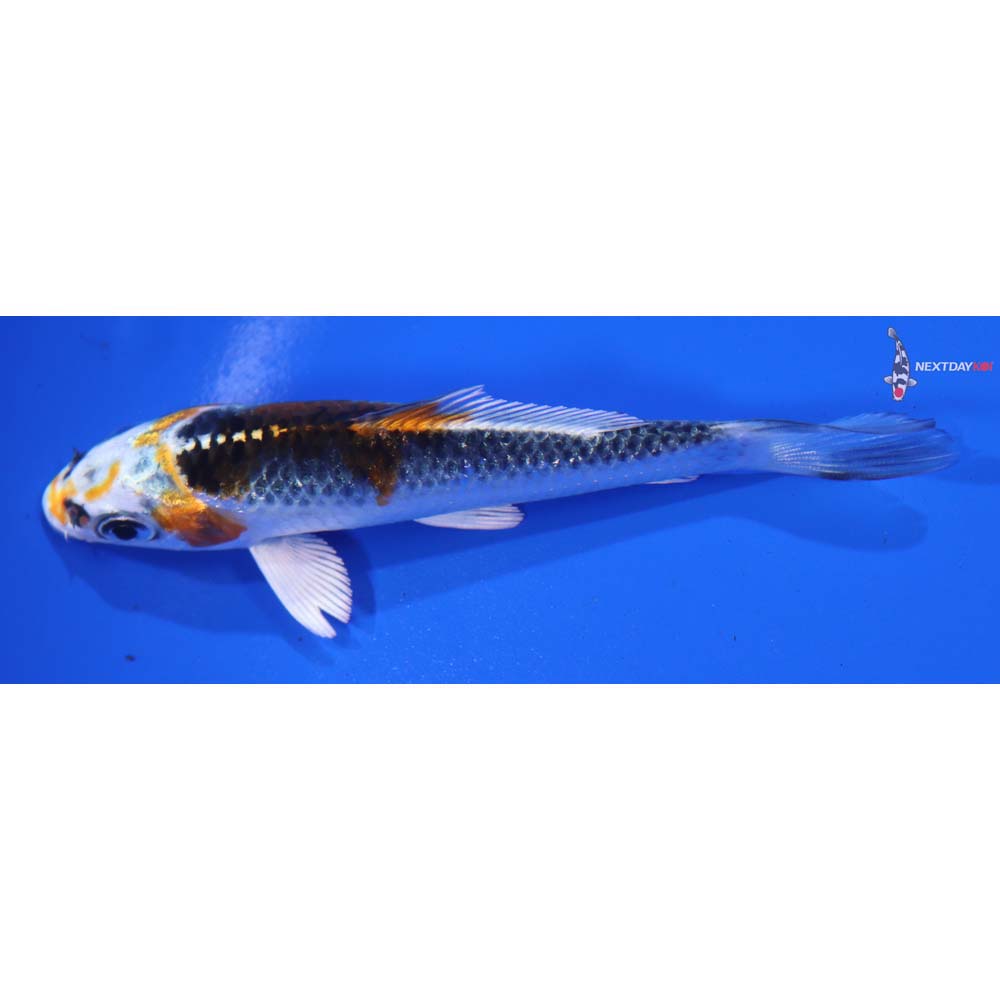 4” Imported Kujaku - Image 2