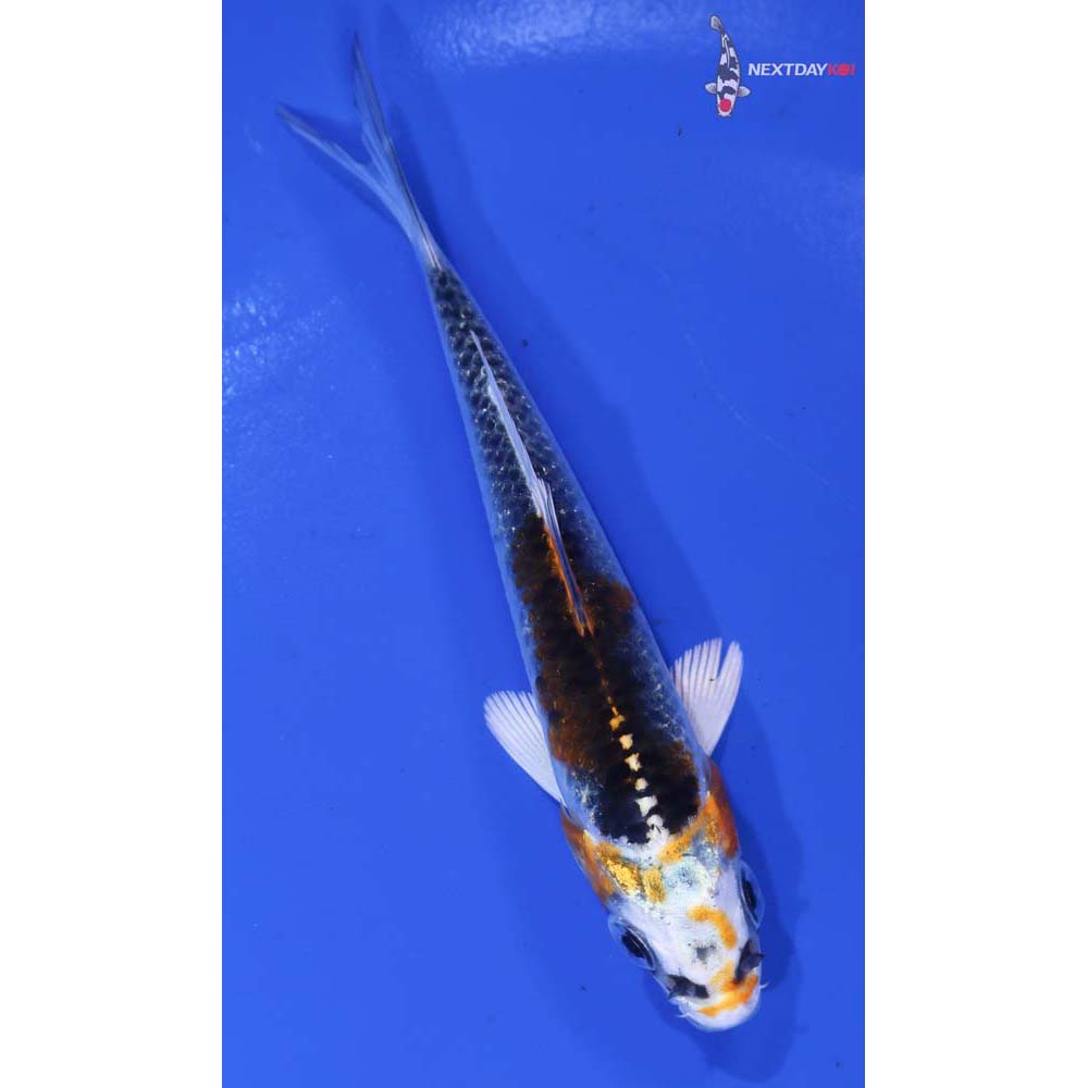 4” Imported Kujaku - Image 3