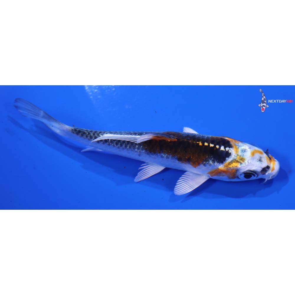 4” Imported Kujaku - Image 4