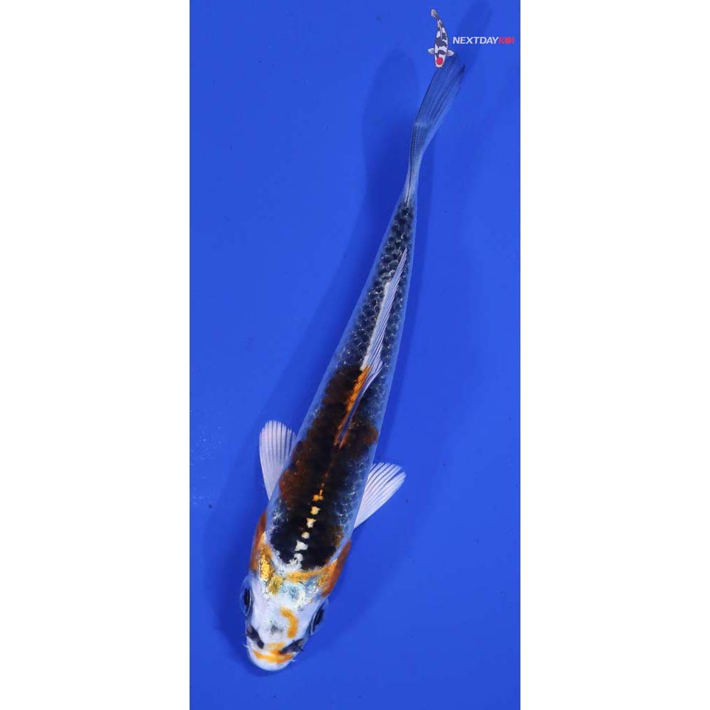 4” Imported Kujaku - Image 5