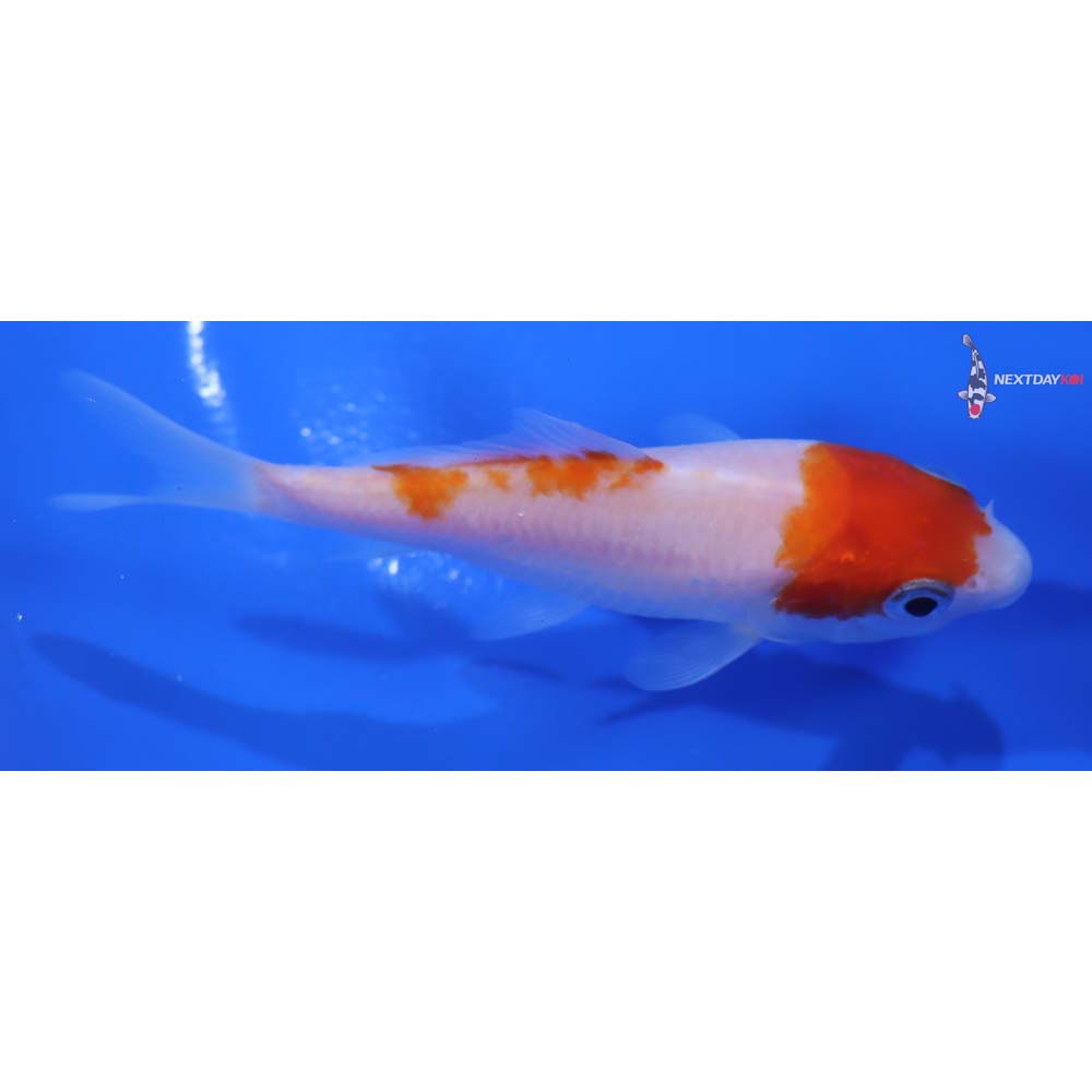3.5” Imported Kohaku - Image 2