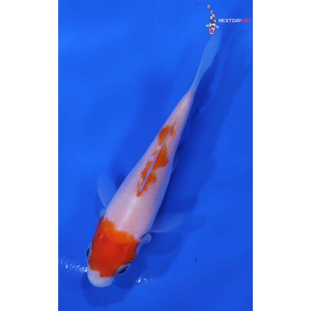 3.5” Imported Kohaku - Image 3