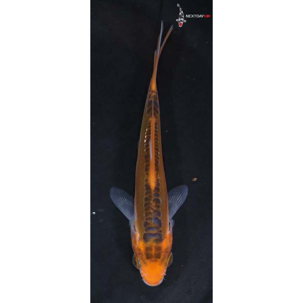 4” Imported Hana Shusui